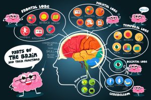 A vector illustration of infographic parts and functions of brain