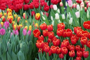 tulpen