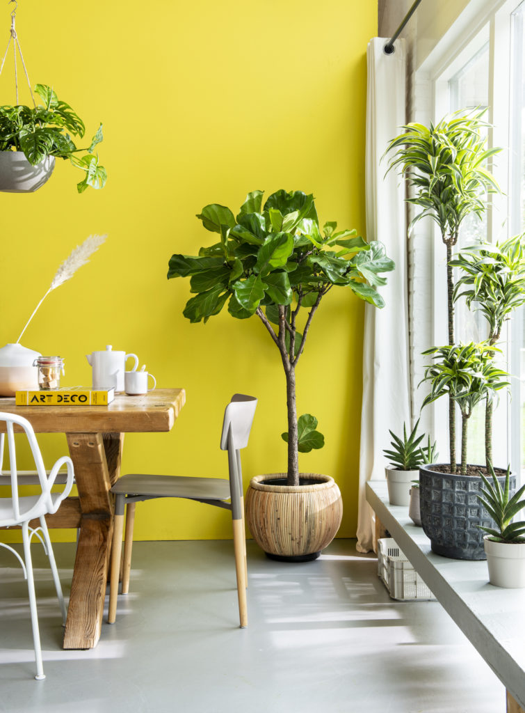 Toepassing van augmented reality voor kamerplanten