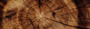 VonWood zorgt voor innovatieve matchmaking in de houthandel